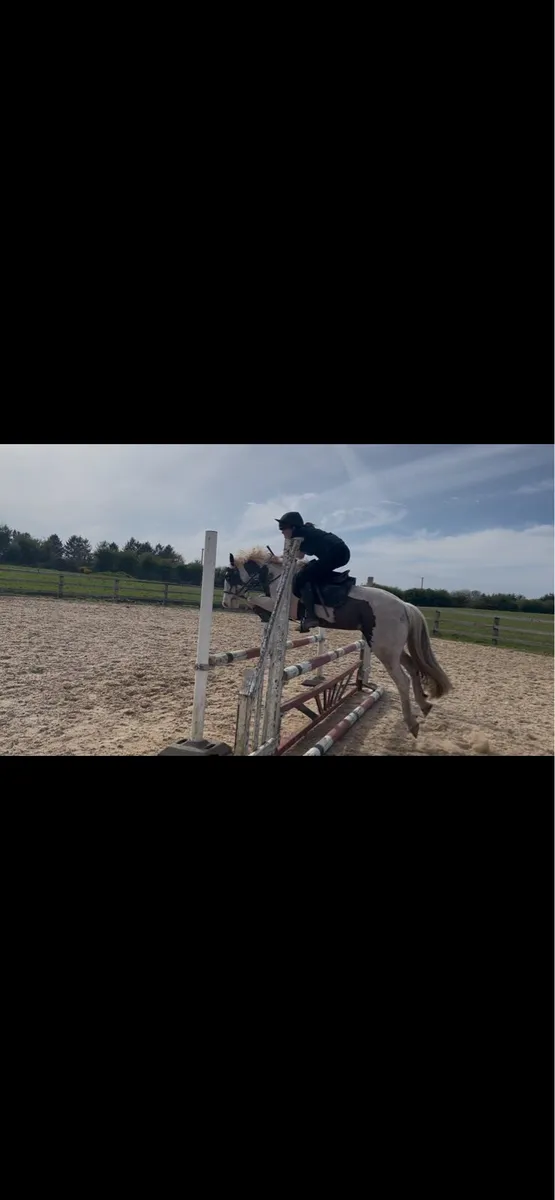 Fantastic all rounder pony for sale - Image 1
