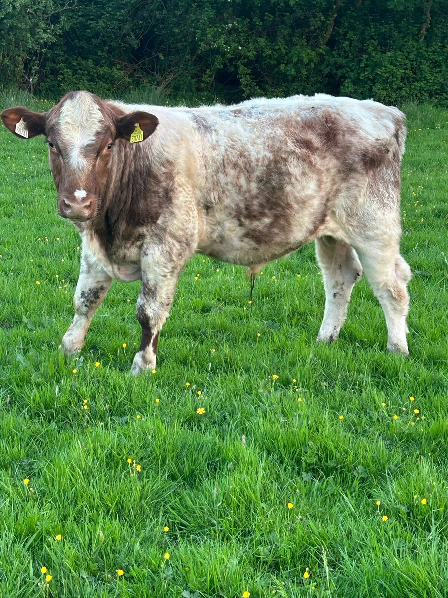 Pbr shorthorn bulls - Image 3