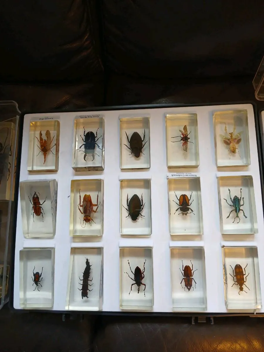 Vintage Real Life Bugs & Insects Resin 43 total - Image 1