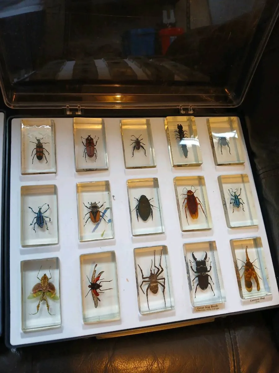 Vintage Real Life Bugs & Insects Resin 43 total - Image 2