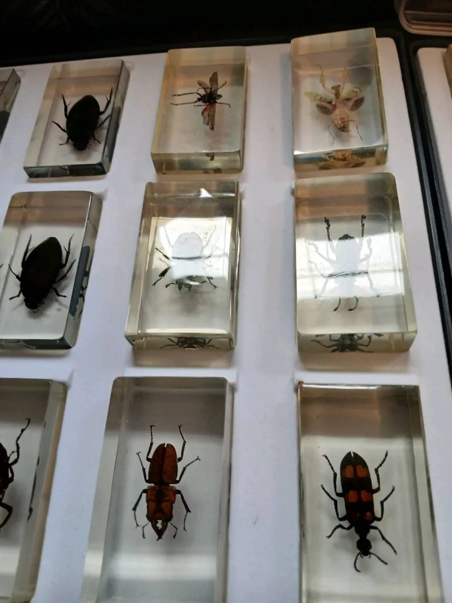 Vintage Real Life Bugs & Insects Resin 43 total - Image 3