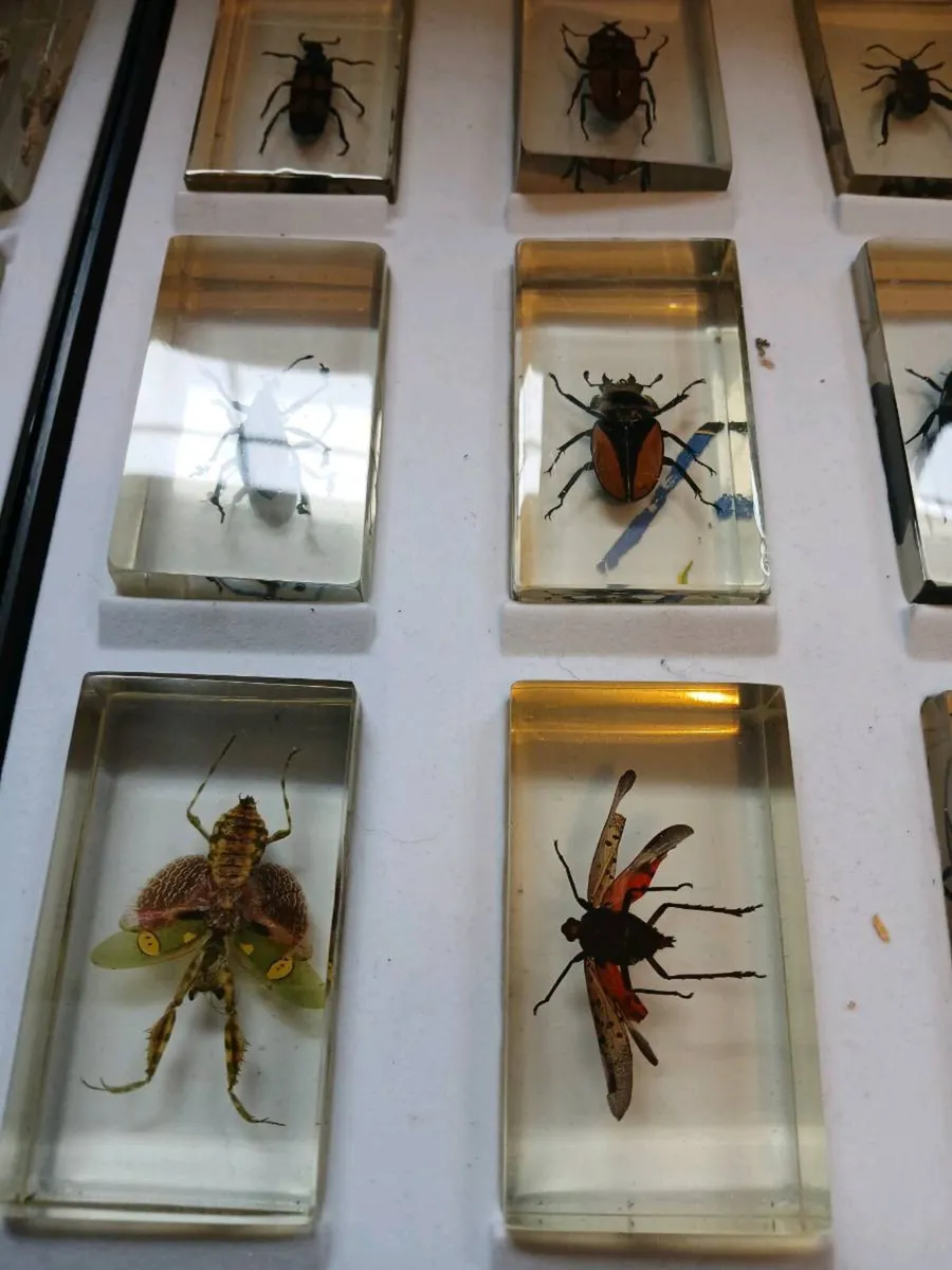 Vintage Real Life Bugs & Insects Resin 43 total - Image 4