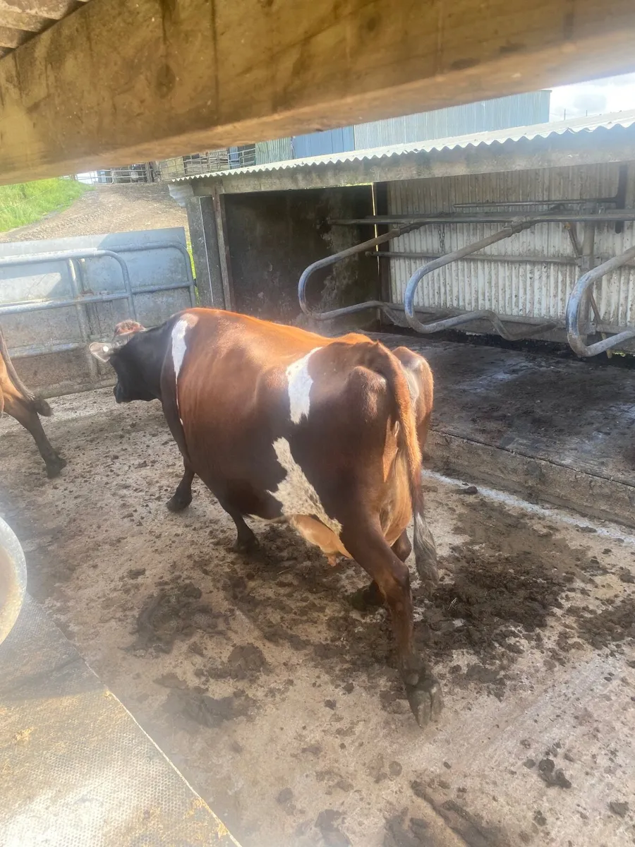 Incalf cows frx & Jex - Image 1