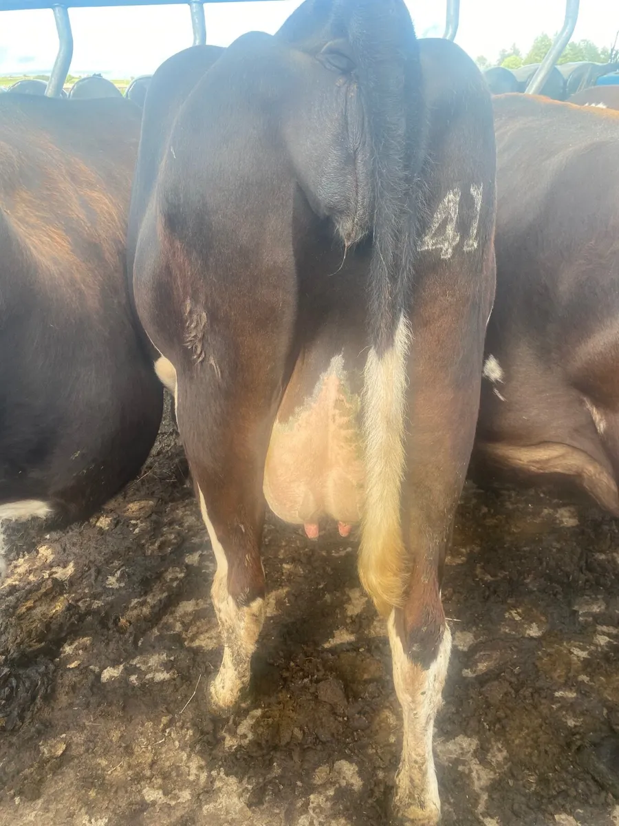 Incalf cows frx & Jex - Image 2