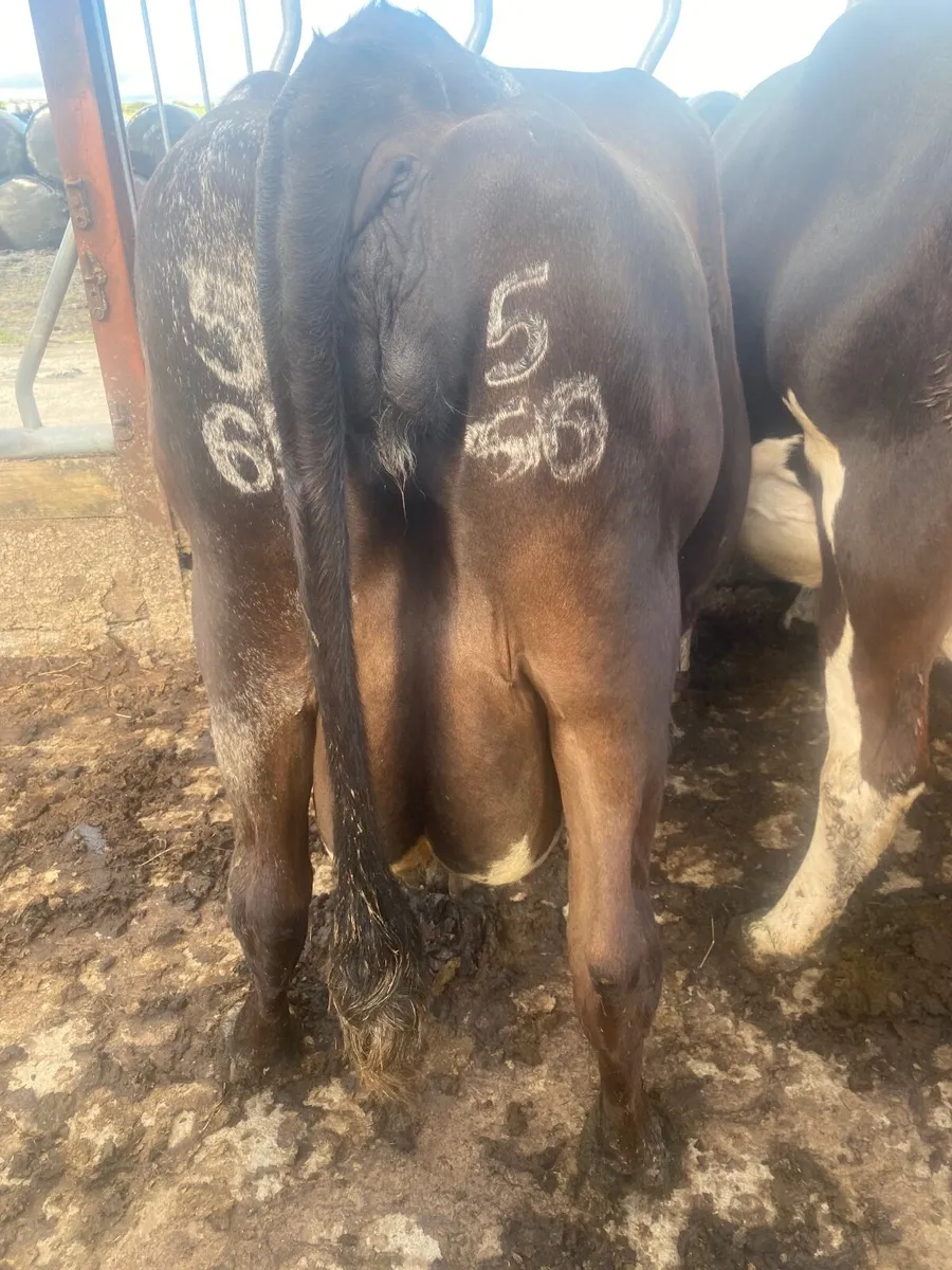 Incalf cows frx & Jex - Image 3