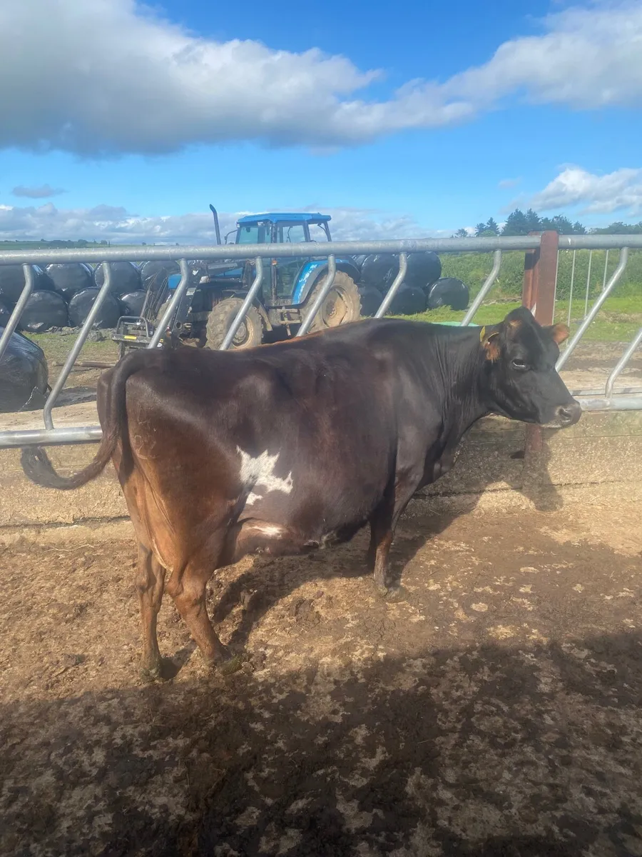 Incalf cows frx & Jex - Image 4