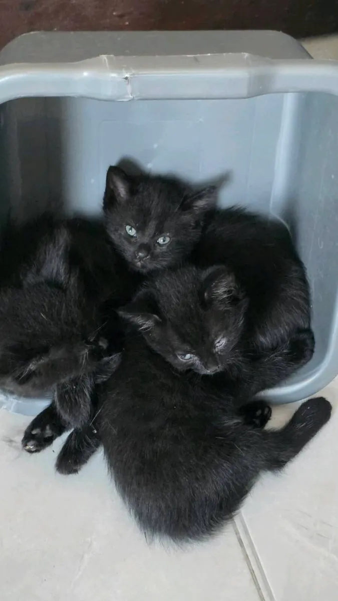 British long hair mixed kittens - Image 1