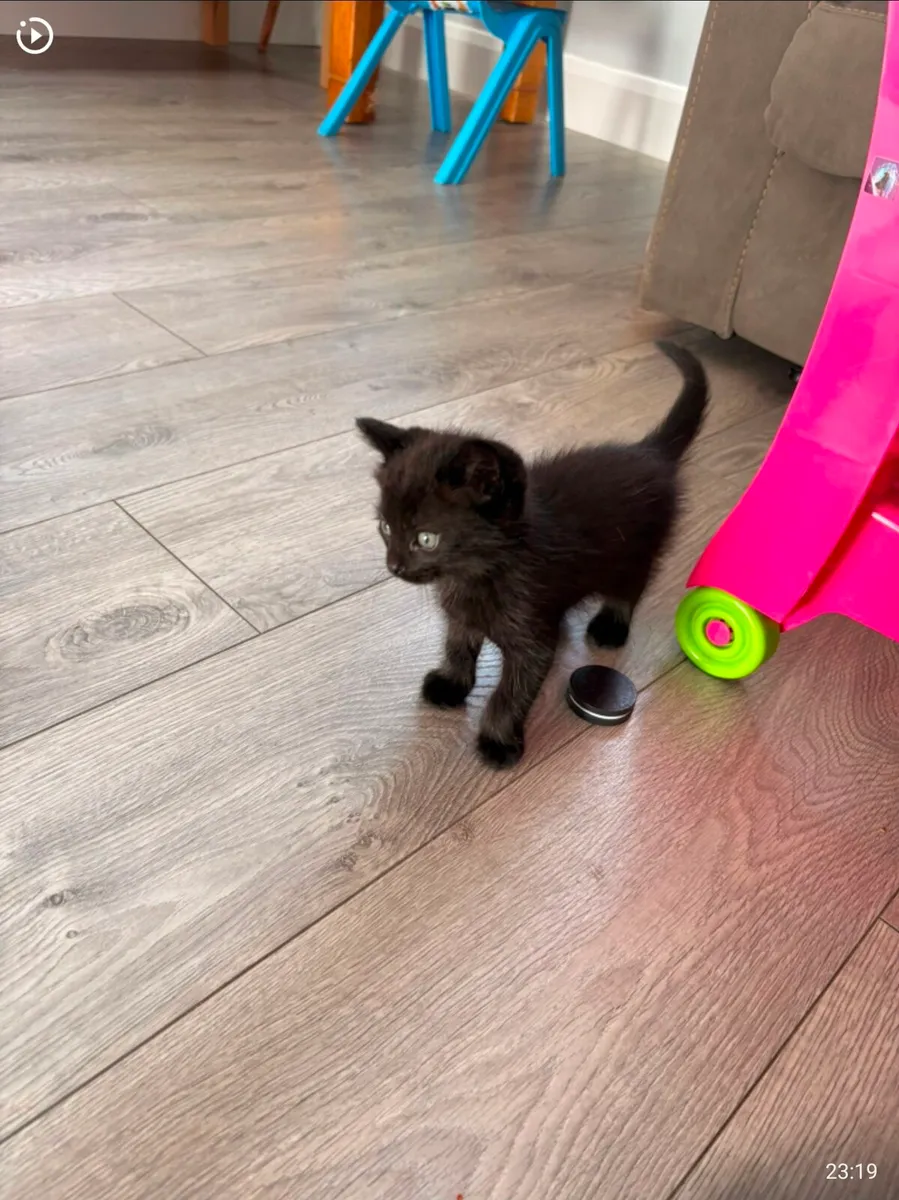 British long hair mixed kittens - Image 2