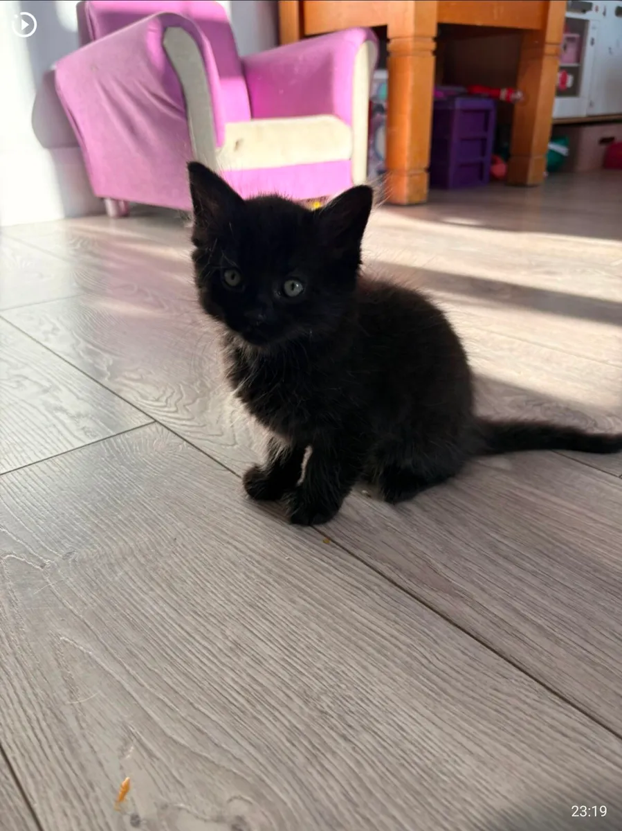 British long hair mixed kittens - Image 3