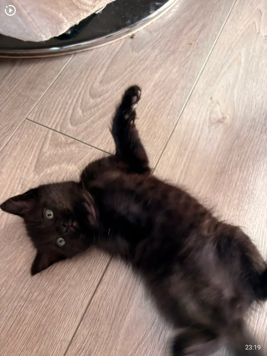 British long hair mixed kittens - Image 4