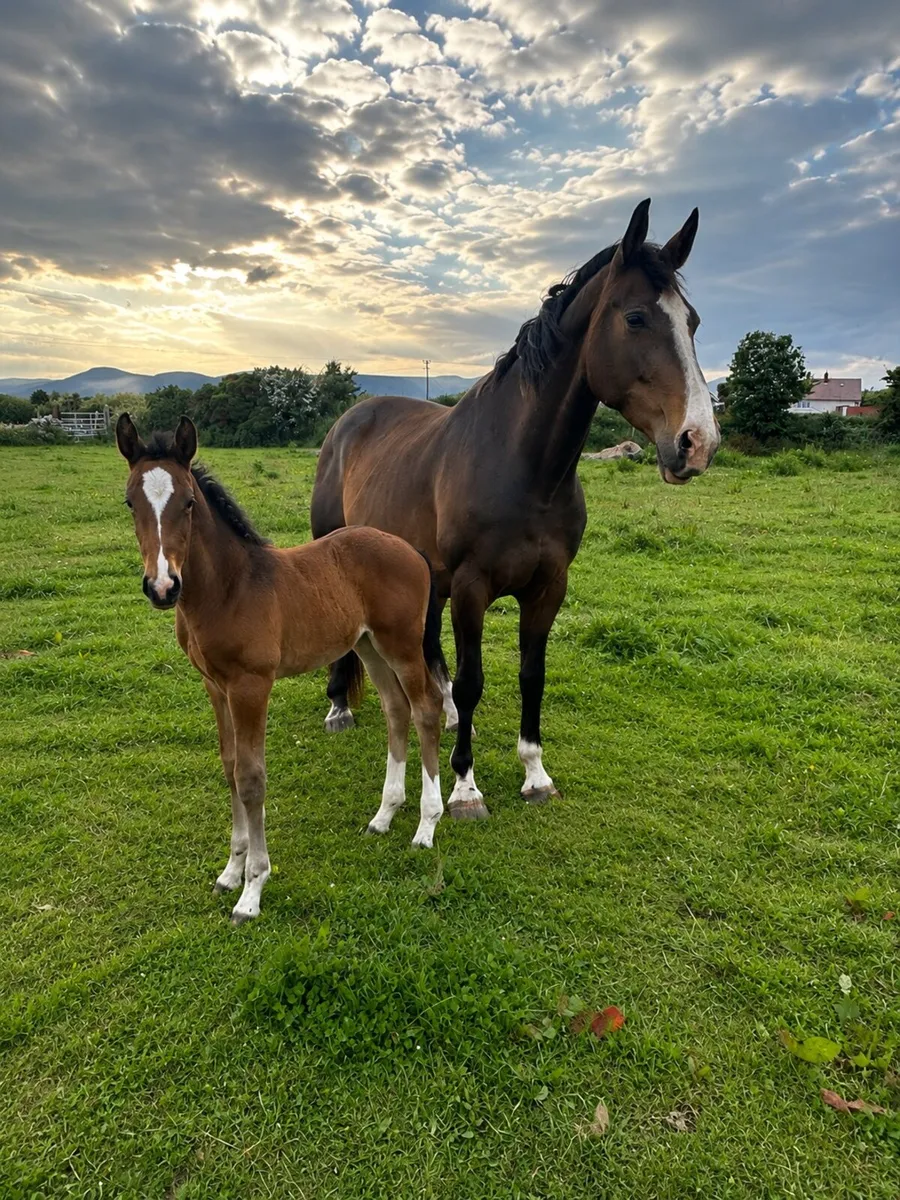 Mare & Foal - Image 1