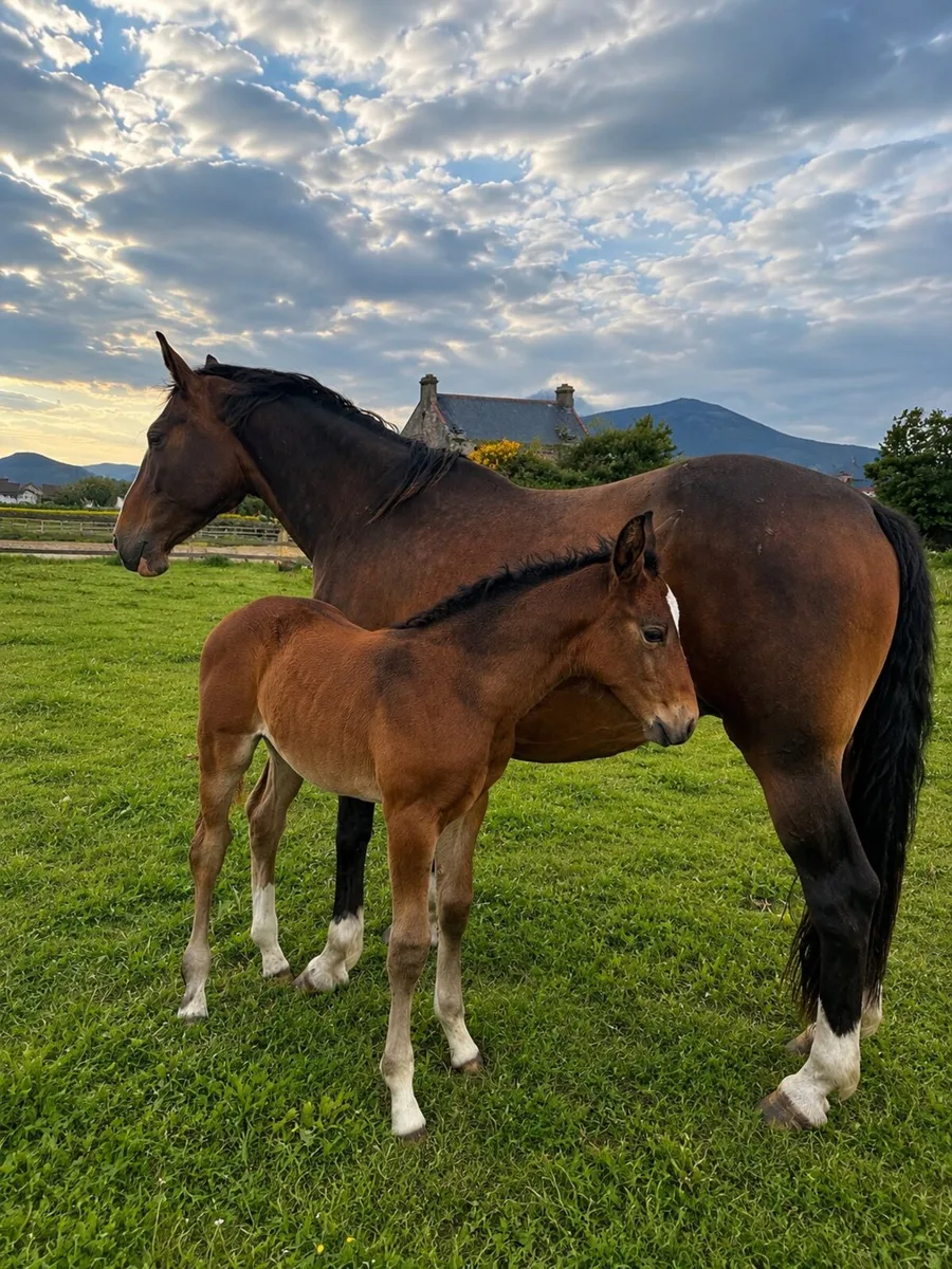 Mare & Foal - Image 2