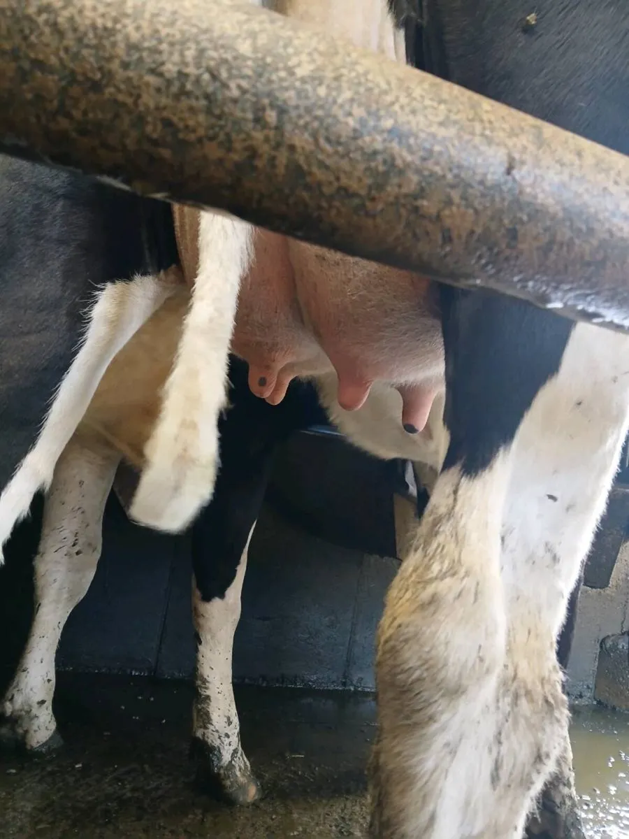 Heifer - Image 2