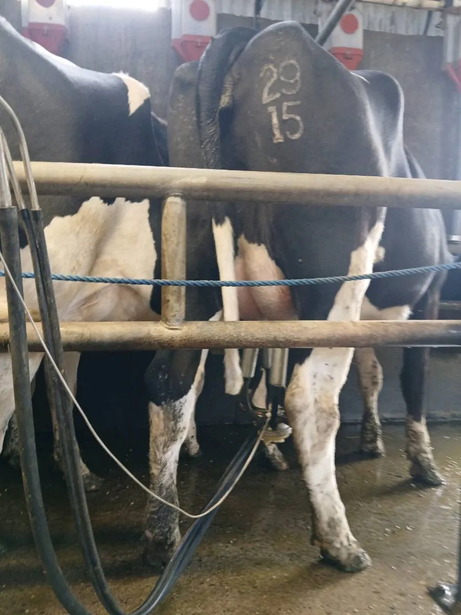 Heifer - Image 3