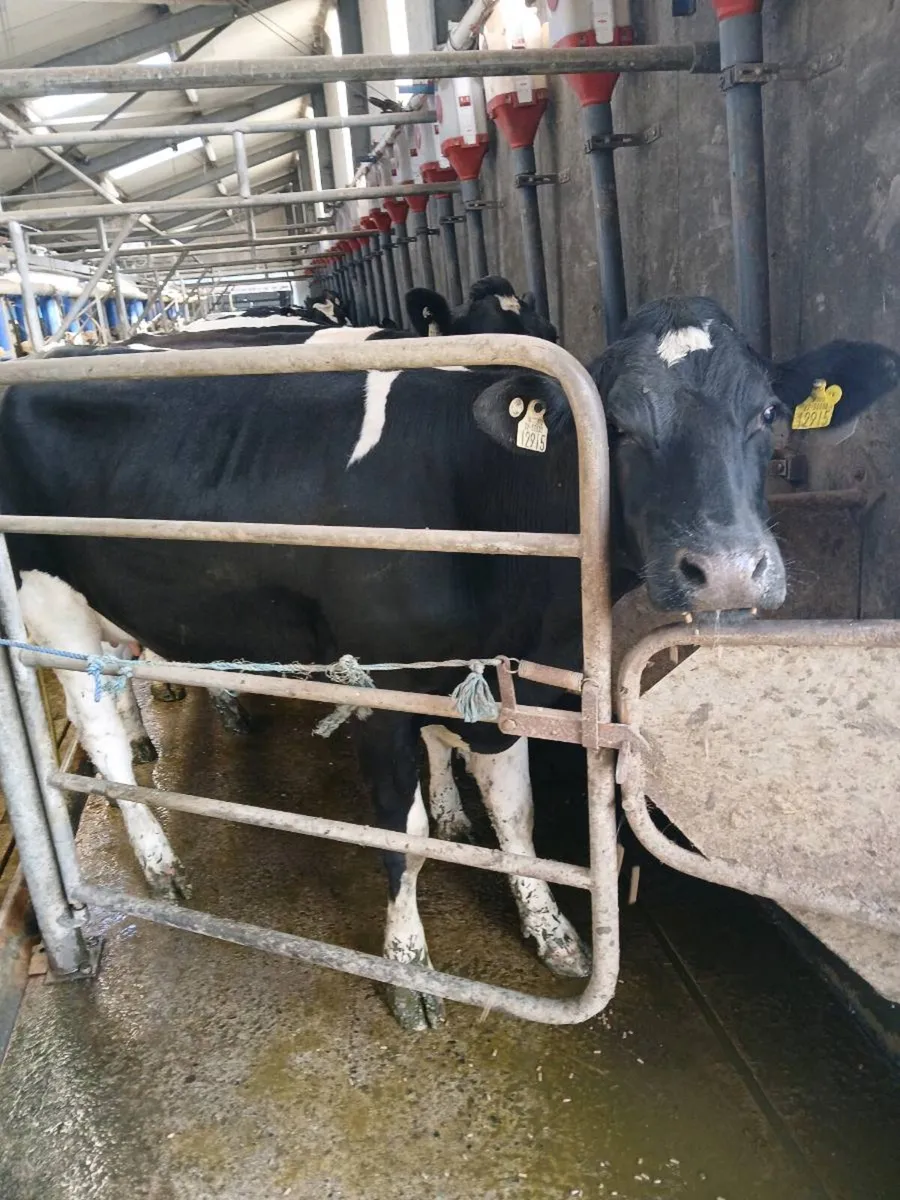 Heifer - Image 1
