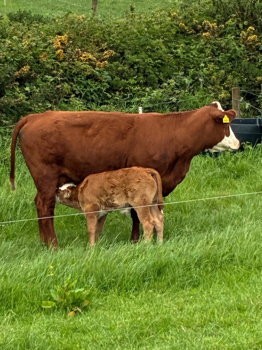 1 x 5 star calved Heiffers - Image 1