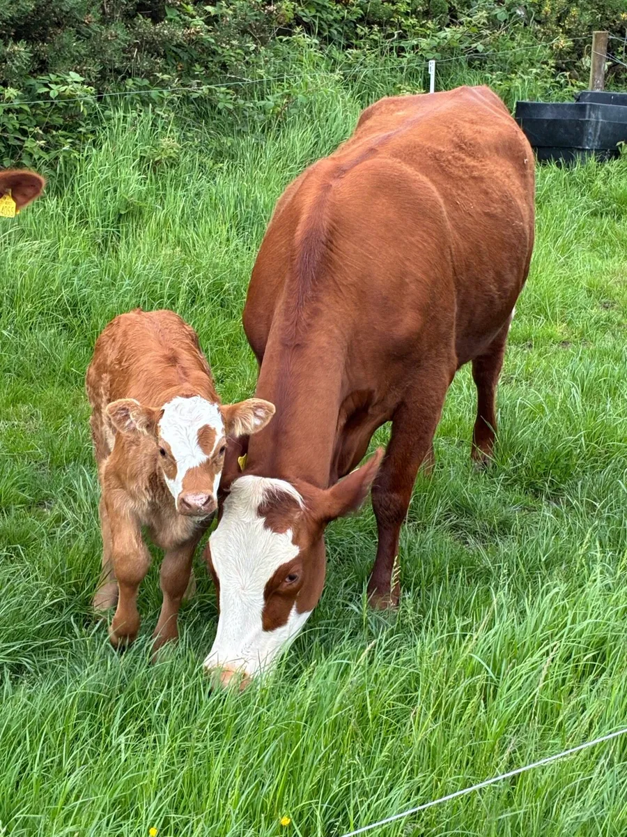 1 x 5 star calved Heiffers - Image 4