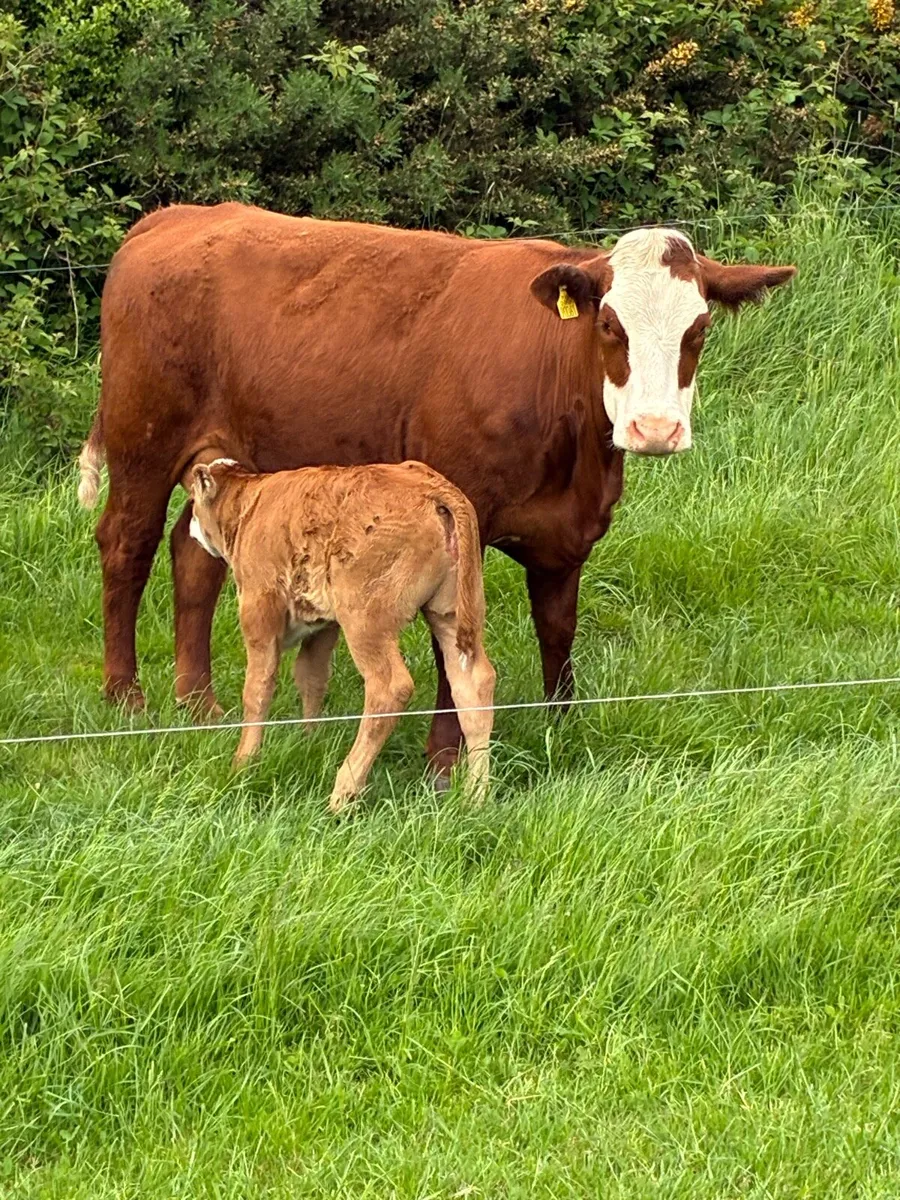 1 x 5 star calved Heiffers - Image 2