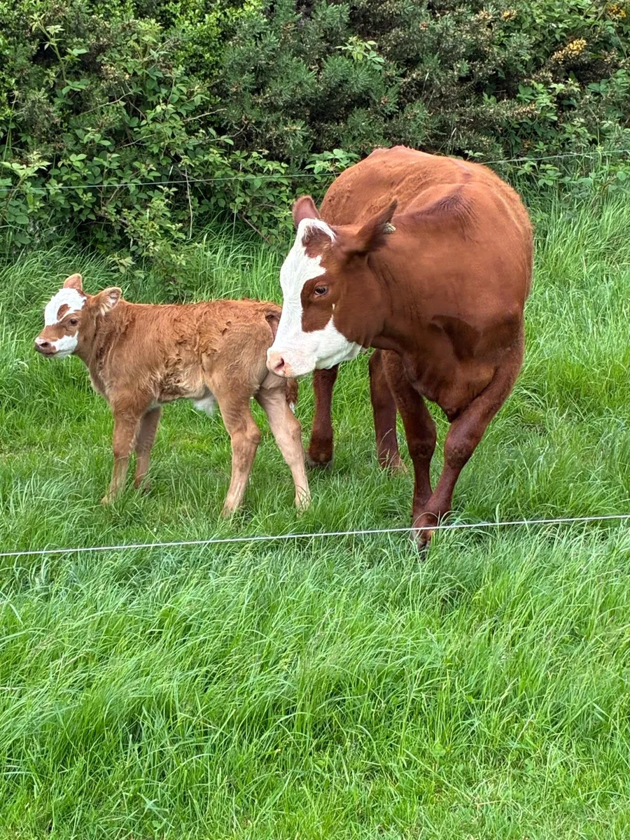 1 x 5 star calved Heiffers - Image 3