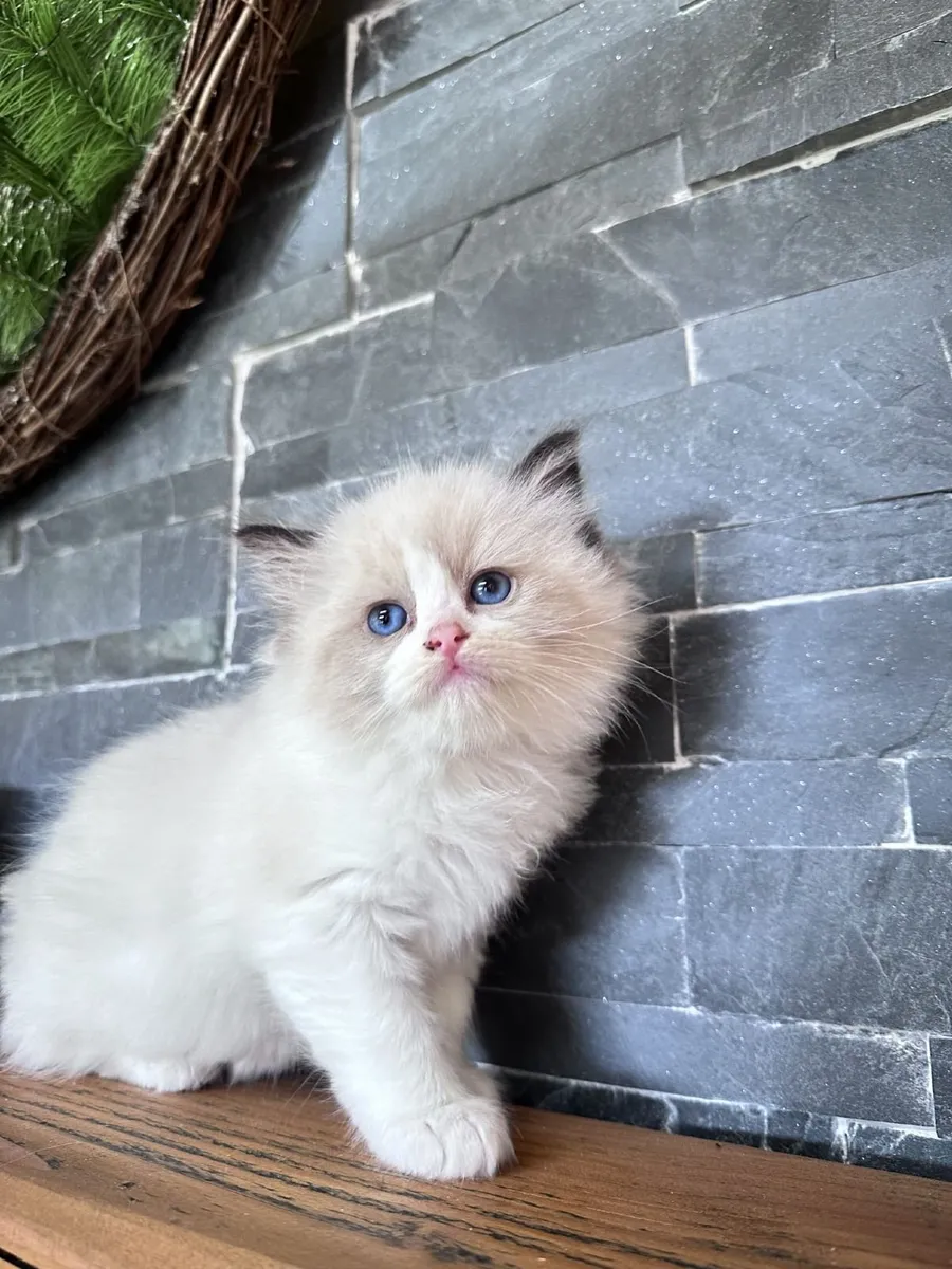 Ragdoll kittens - Image 1