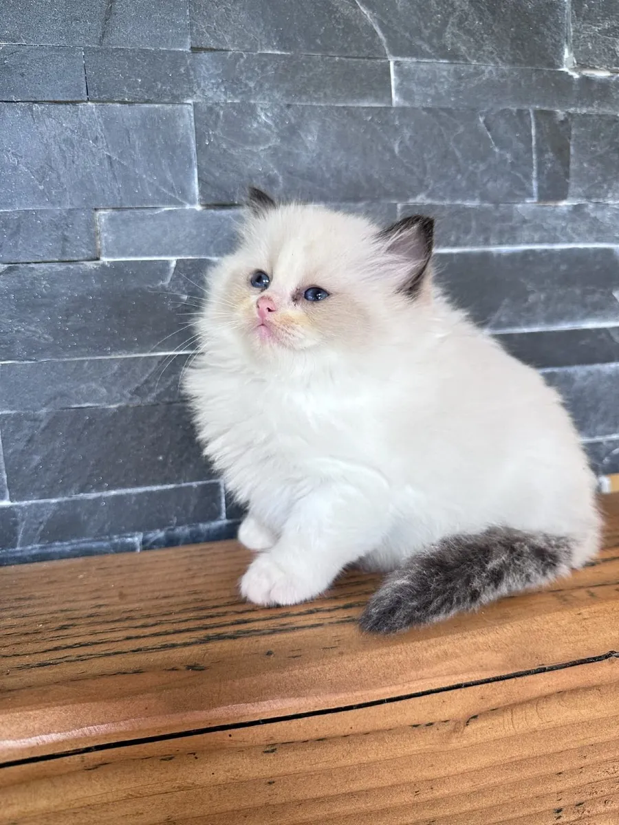 Ragdoll kittens - Image 2