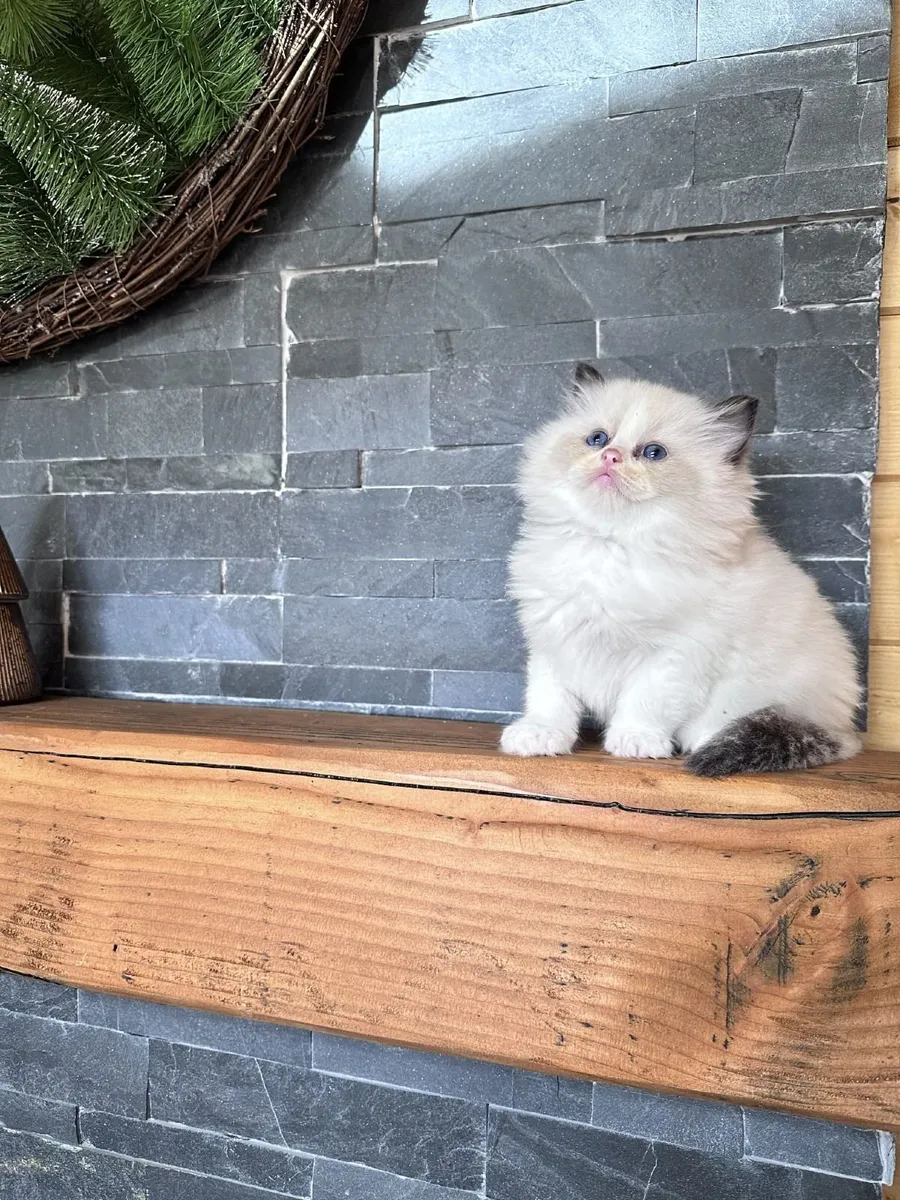Ragdoll kittens - Image 3