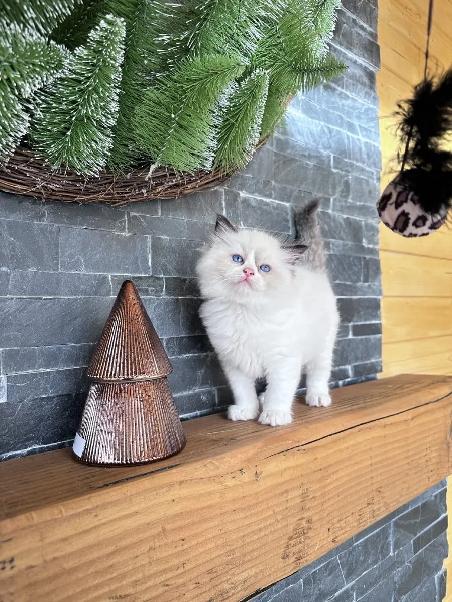 Ragdoll kittens - Image 4