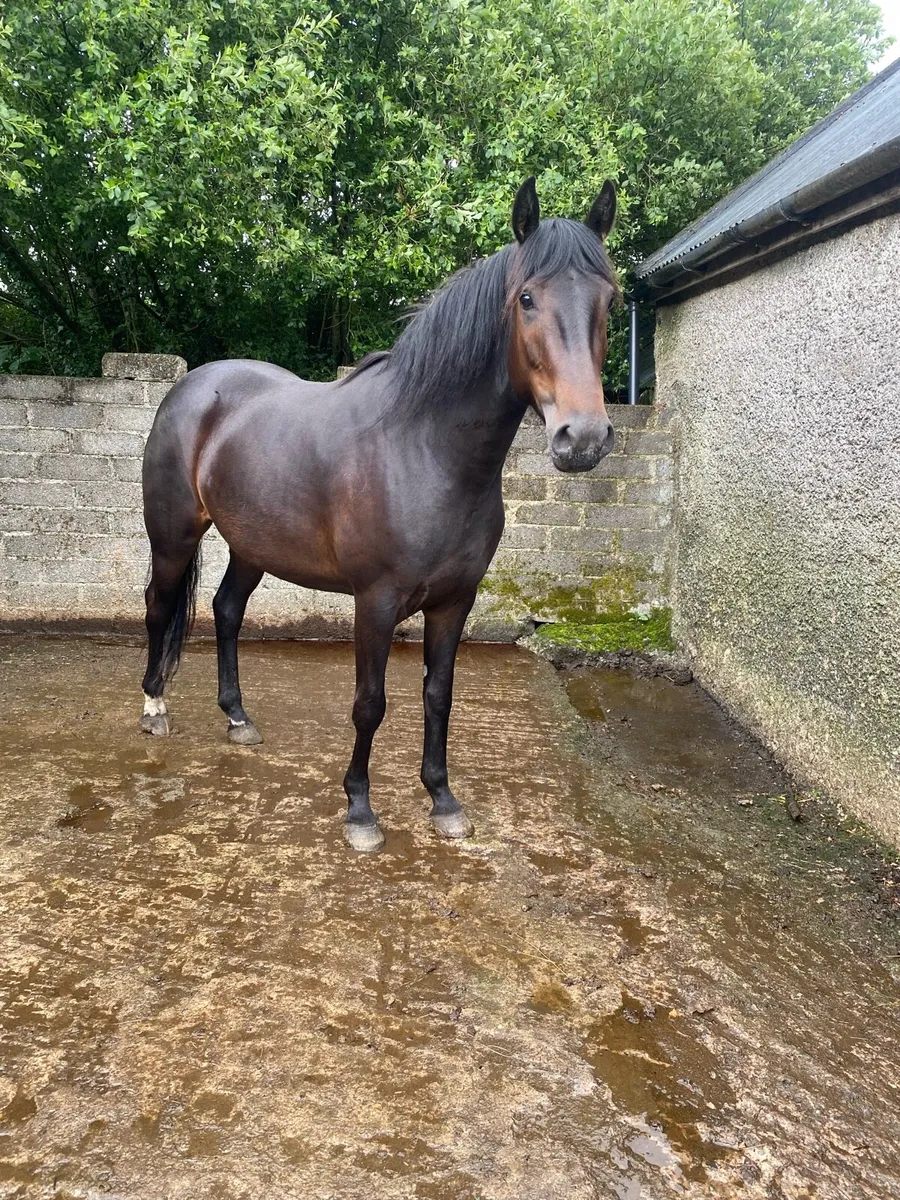 Horse - Image 2