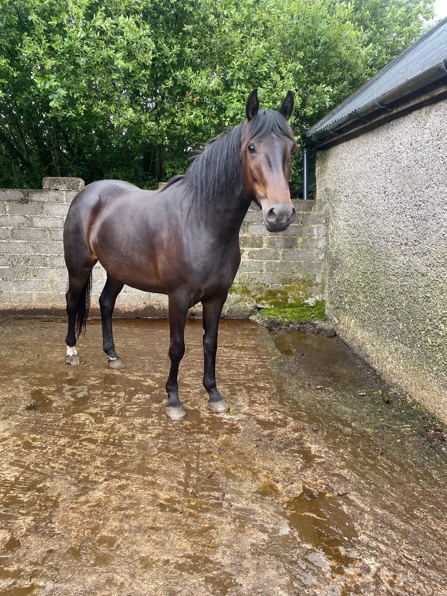 Horse - Image 1