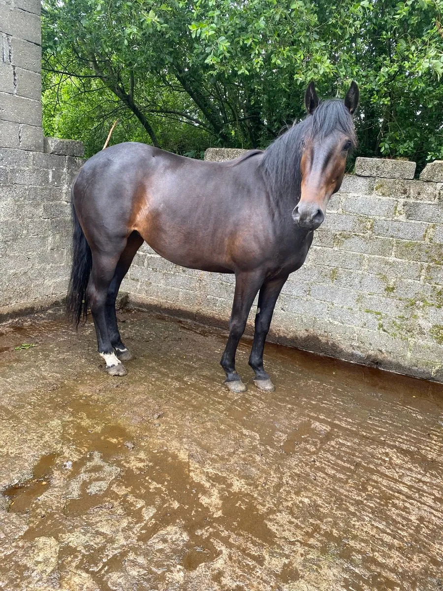 Horse - Image 3
