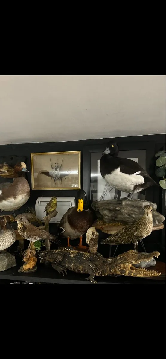 Taxidermy wanted