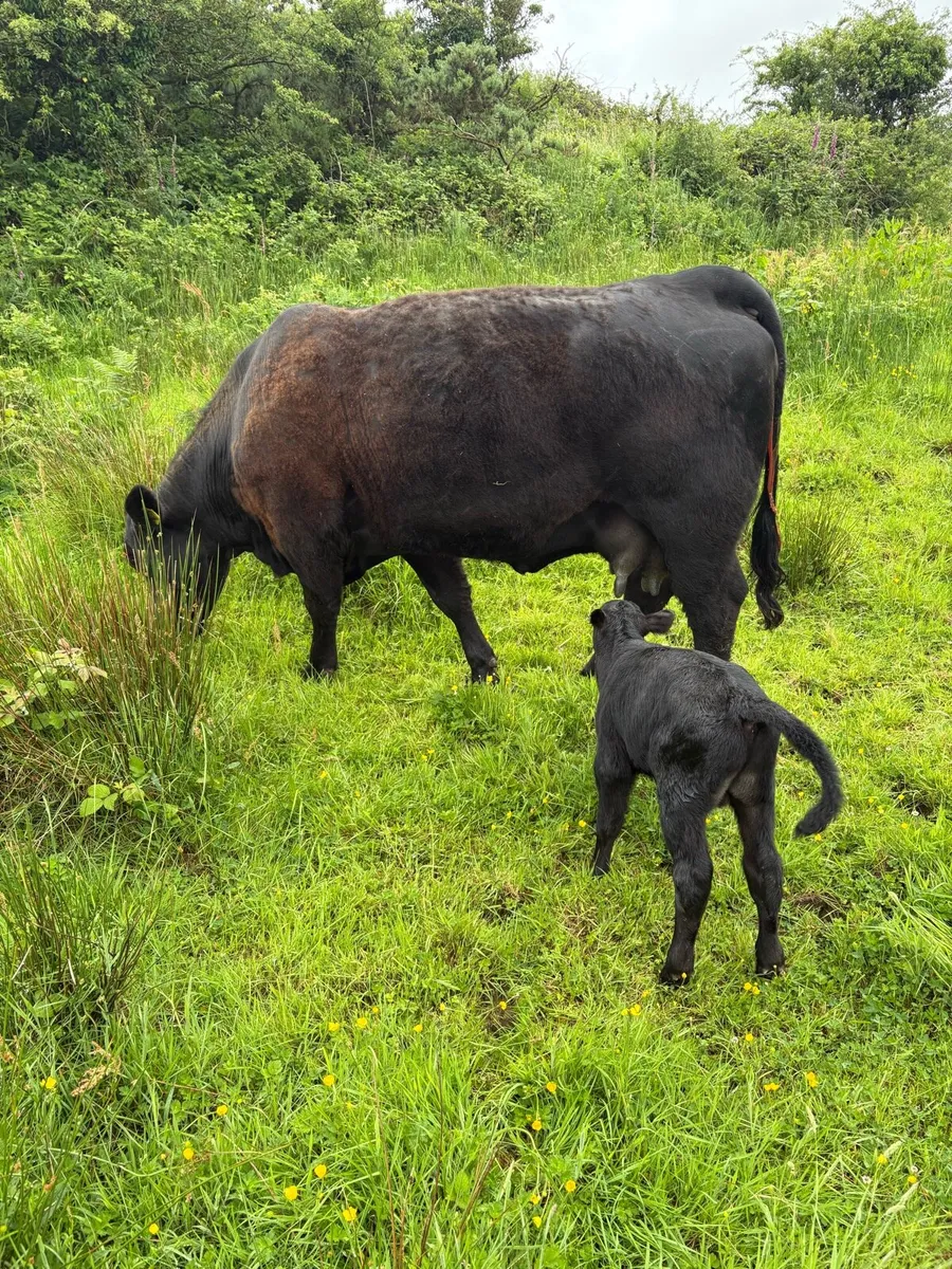 Pedigree Angus freshly calved springer- Organic - Image 2