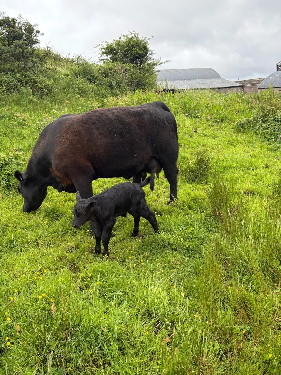 Pedigree Angus freshly calved springer- Organic - Image 1