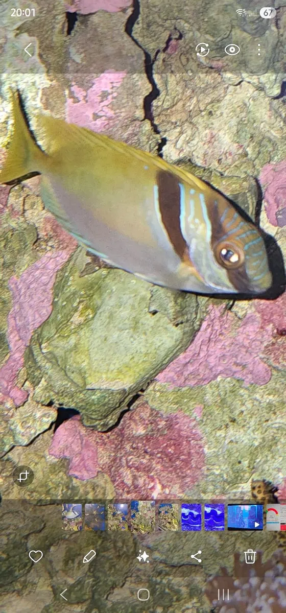 Marine Rabbit fish. - Image 2