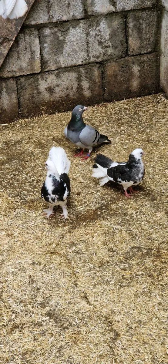 Pigeons - Image 4