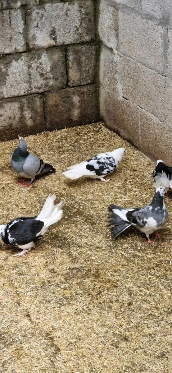 Pigeons - Image 1