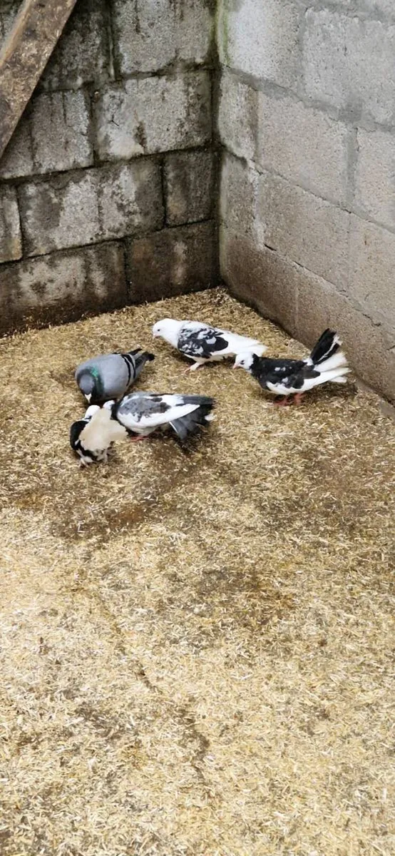 Pigeons - Image 2