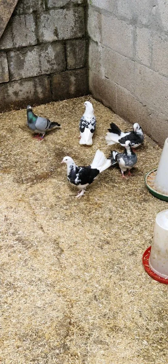 Pigeons - Image 3