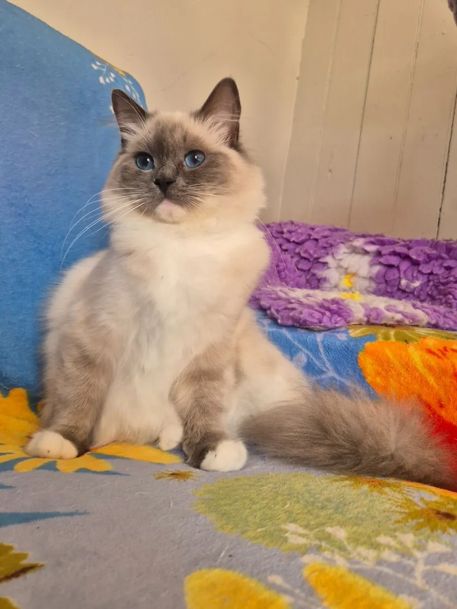 Stunning ragdoll female - Image 3