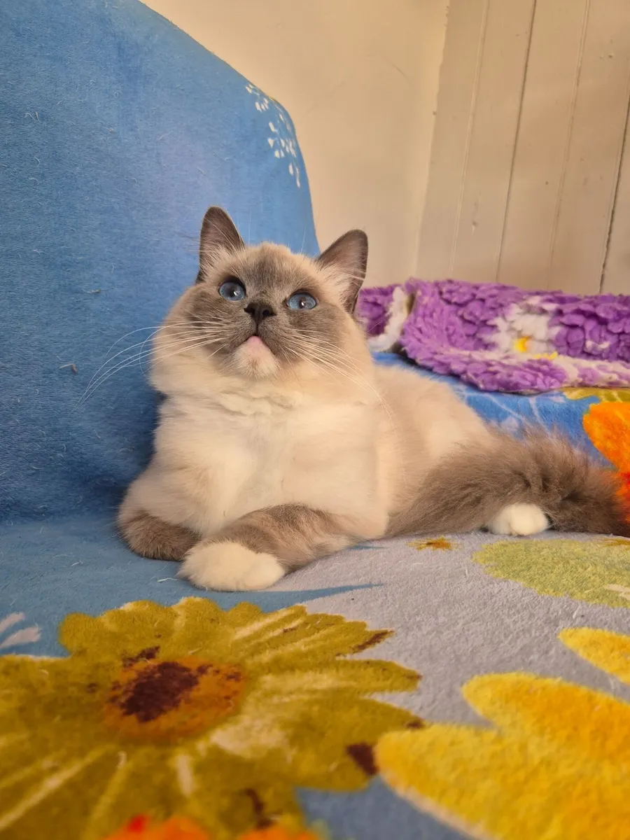 Stunning ragdoll female - Image 4