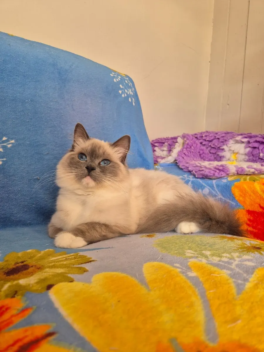 Stunning ragdoll female - Image 2