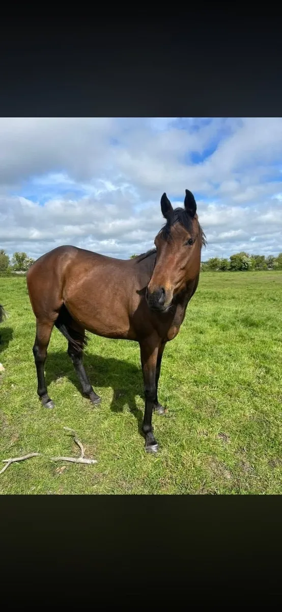 Unbroken 3yo TB bay filly - Image 2