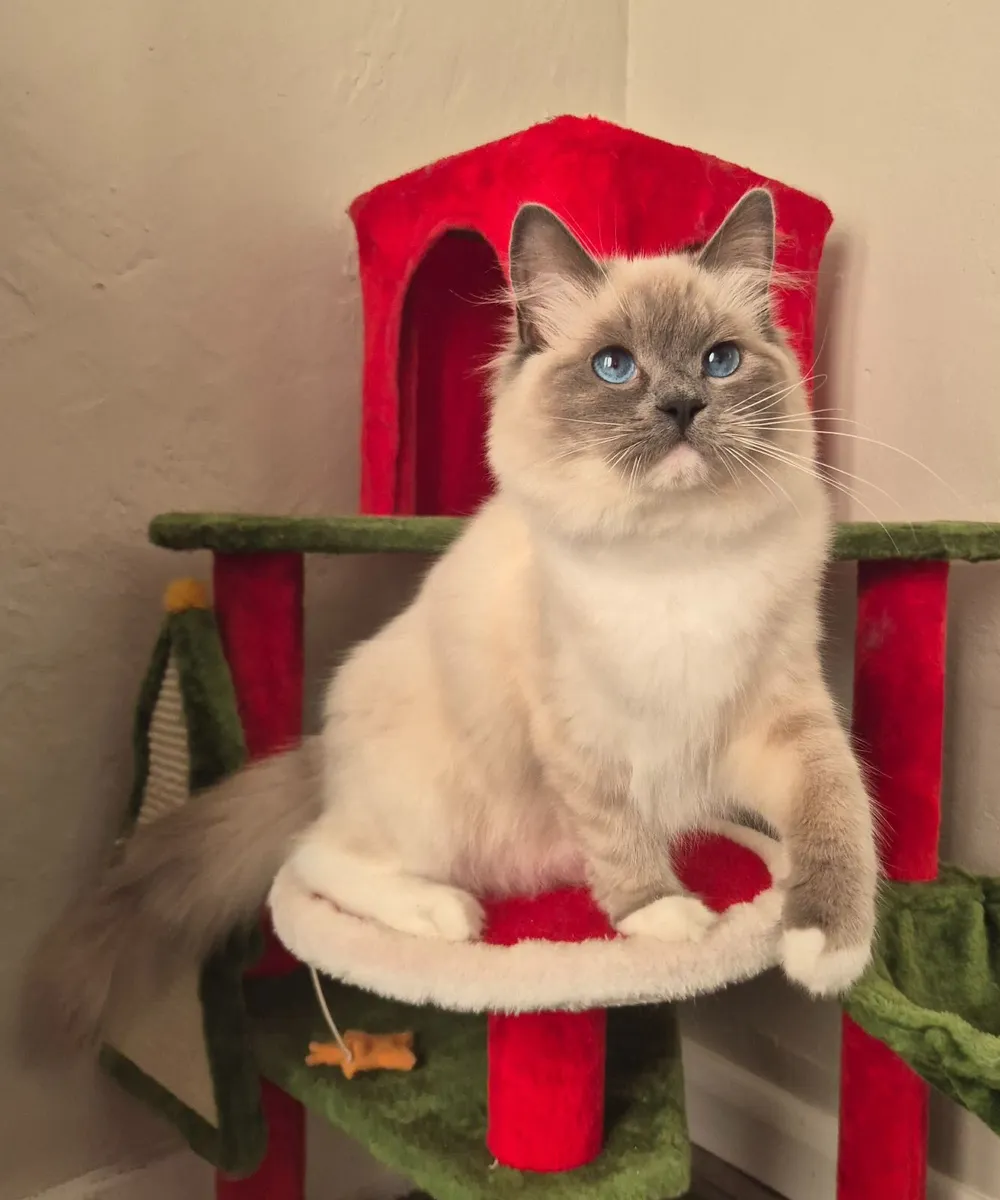 Stunning ragdoll female - Image 1