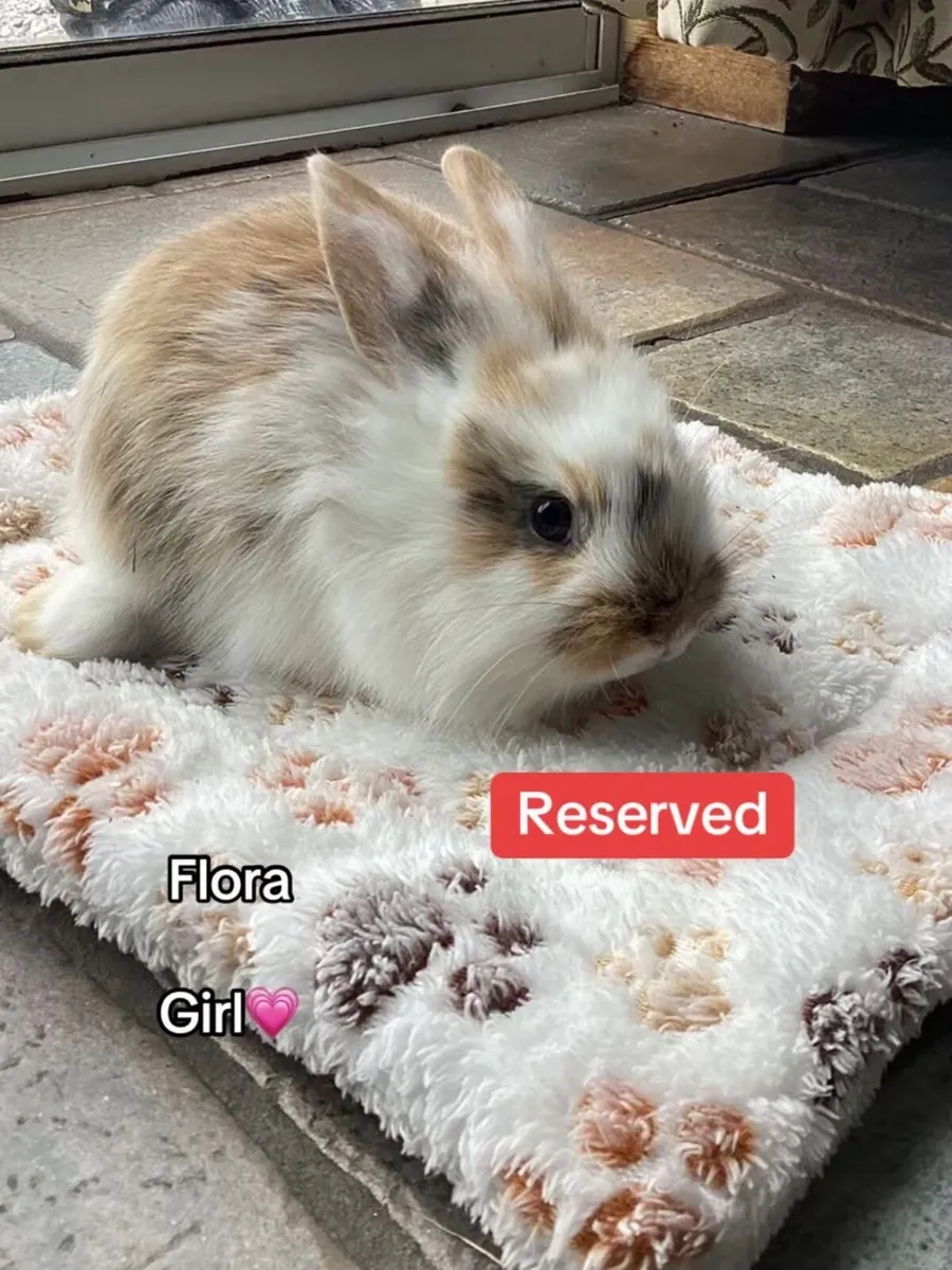 Lionhead Bunnies - Image 4