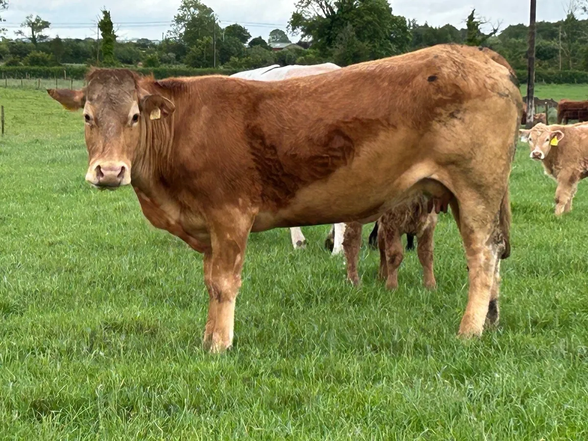 First calved heifer and heifer calf - Image 2