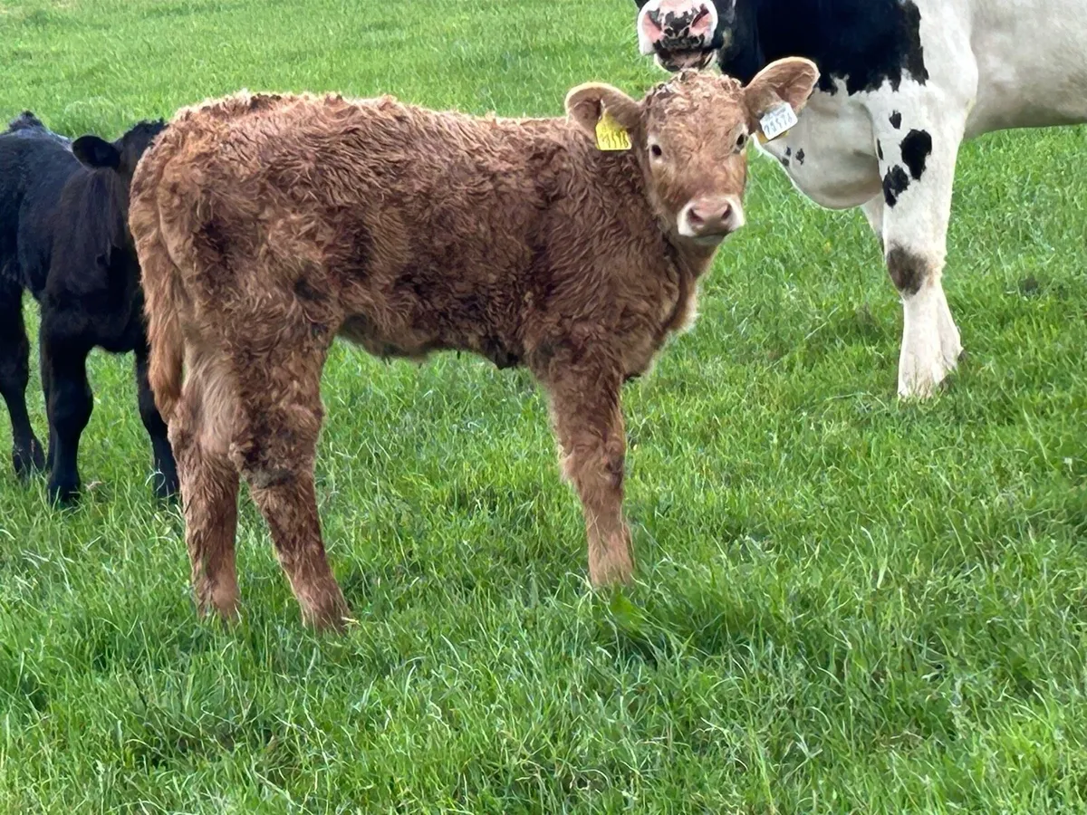 First calved heifer and heifer calf - Image 3