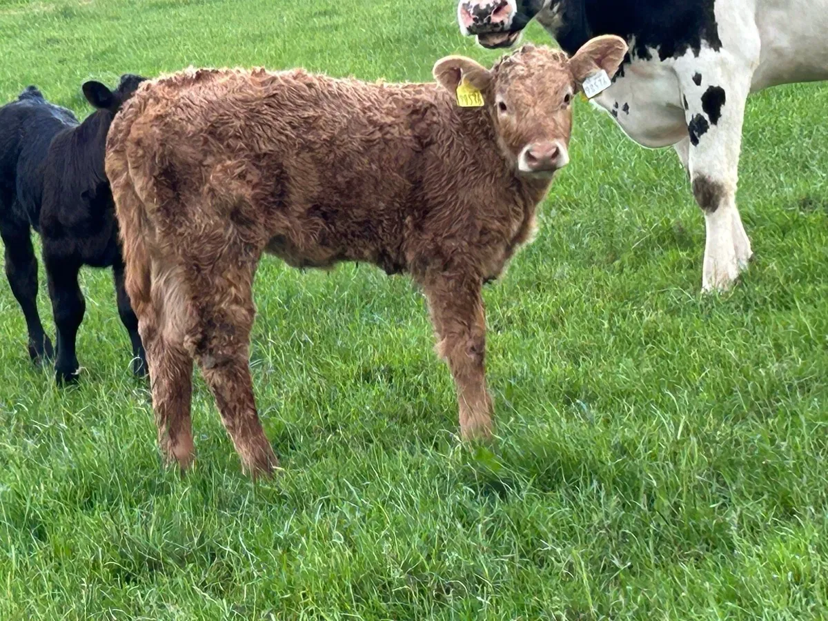 First calved heifer and heifer calf - Image 4