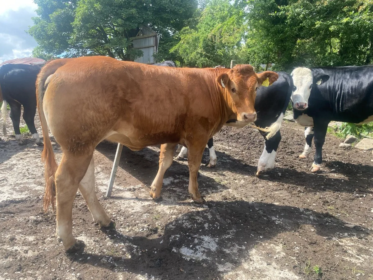 2 pedigree limousine heifers - Image 3