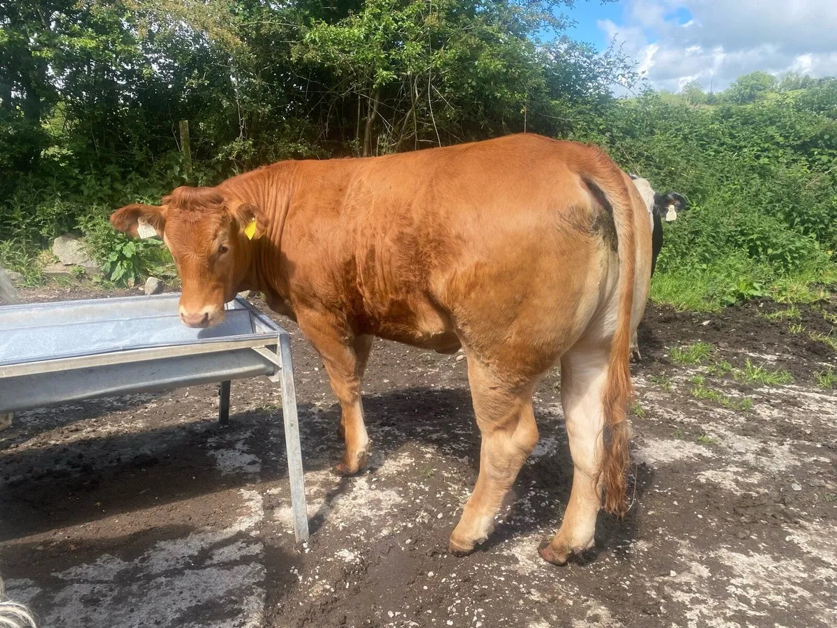 2 pedigree limousine heifers - Image 4