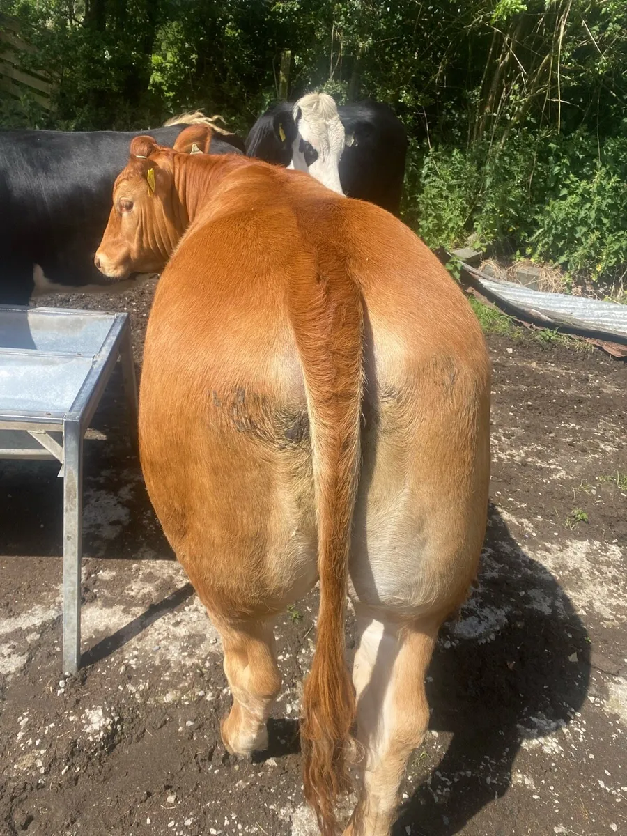2 pedigree limousine heifers - Image 2